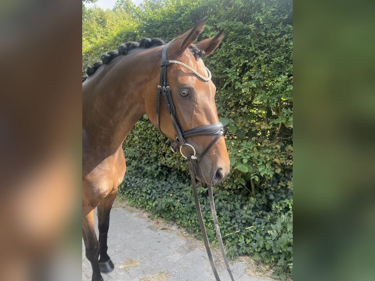 Westfale Stute 4 Jahre 165 cm Dunkelbrauner in M&#xFC;nster