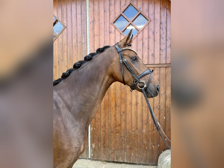 Westfale Stute 4 Jahre 165 cm Dunkelbrauner in M&#xFC;nster