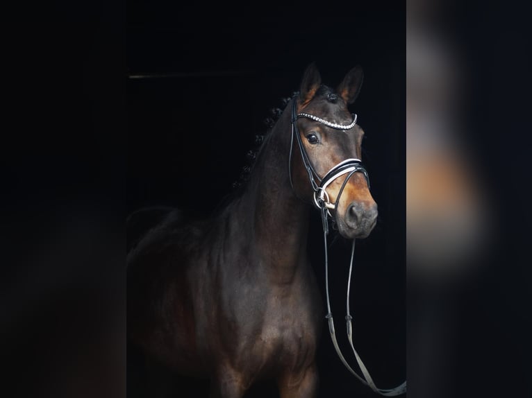 Westfale Stute 4 Jahre 165 cm Dunkelbrauner in Altenberge