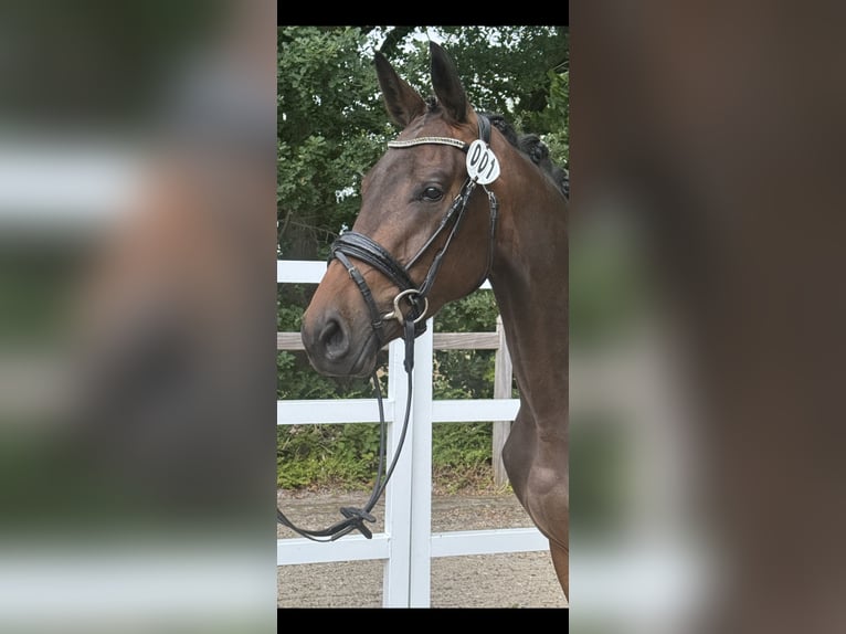Westfale Stute 4 Jahre 165 cm Dunkelbrauner in Wesel