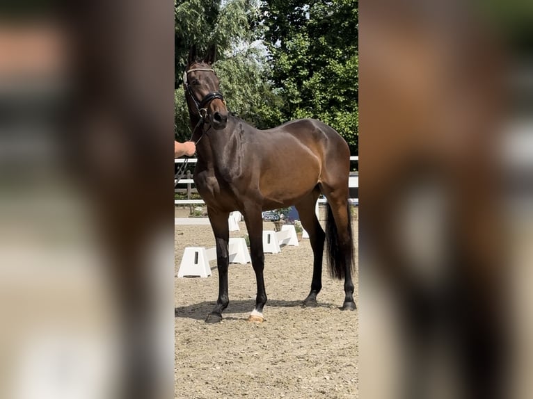 Westfale Stute 4 Jahre 165 cm Dunkelbrauner in Wesel