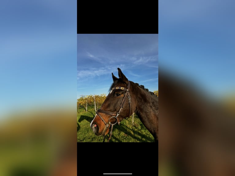 Westfale Stute 4 Jahre 165 cm Dunkelbrauner in Abstatt