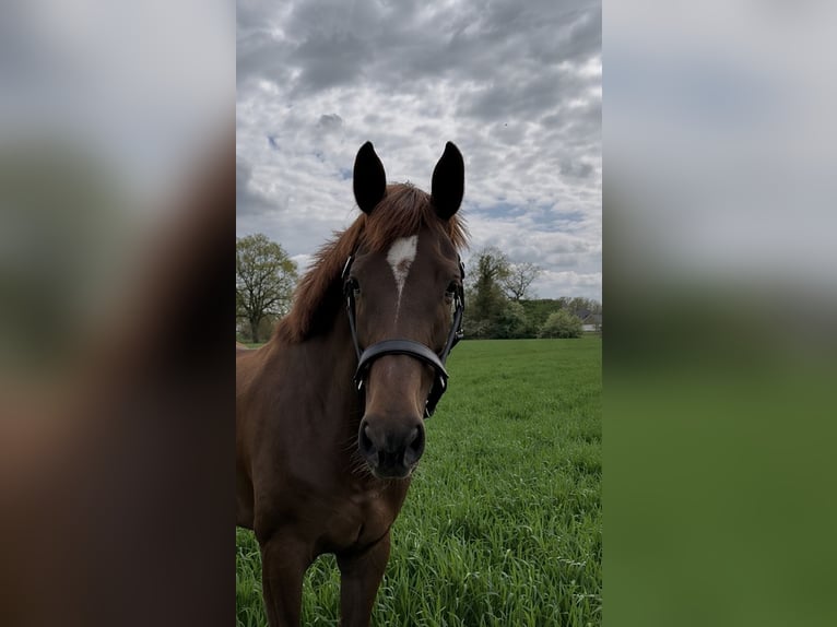 Westfale Stute 4 Jahre 165 cm Dunkelfuchs in Emsdetten
