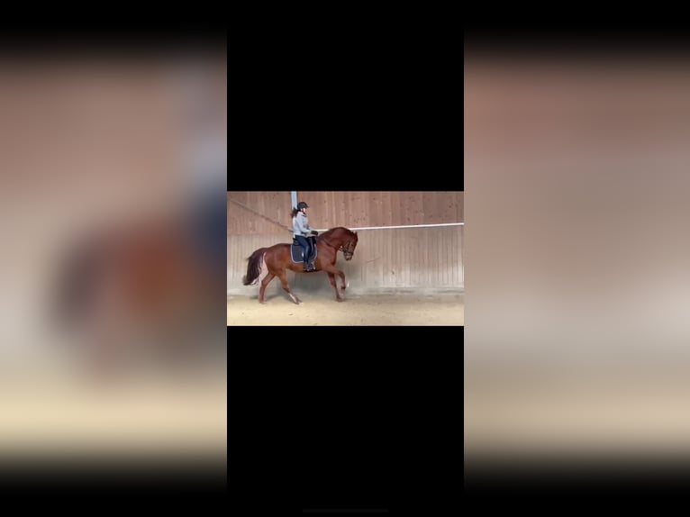 Westfale Stute 4 Jahre 165 cm Dunkelfuchs in Münster