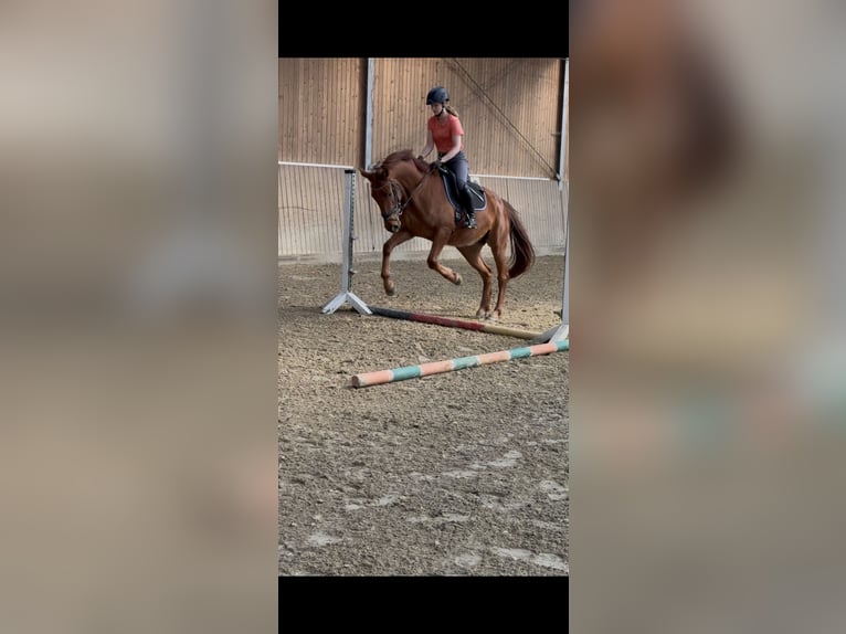 Westfale Stute 4 Jahre 165 cm Dunkelfuchs in Münster