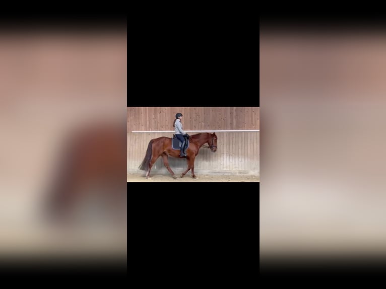 Westfale Stute 4 Jahre 165 cm Dunkelfuchs in Münster