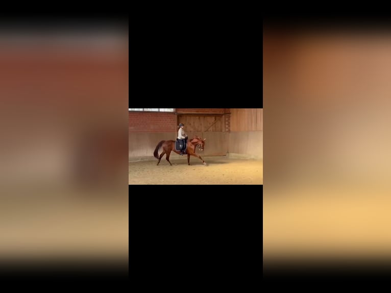 Westfale Stute 4 Jahre 165 cm Dunkelfuchs in Münster