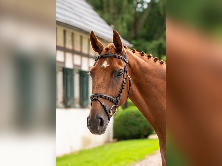 Westfale Stute 4 Jahre 165 cm Fuchs in Herford