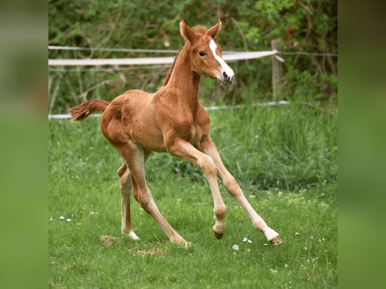 Westfale Stute 4 Jahre 165 cm Fuchs in Soest