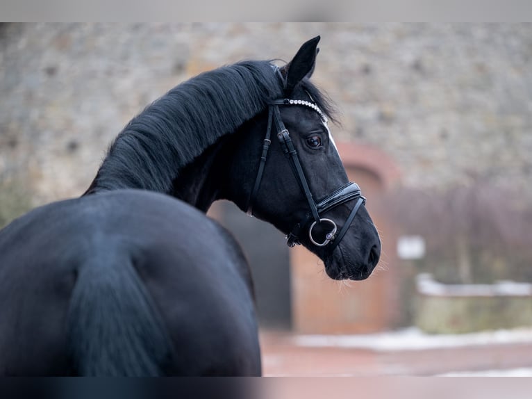 Westfale Stute 4 Jahre 165 cm Rappe in Bramsche