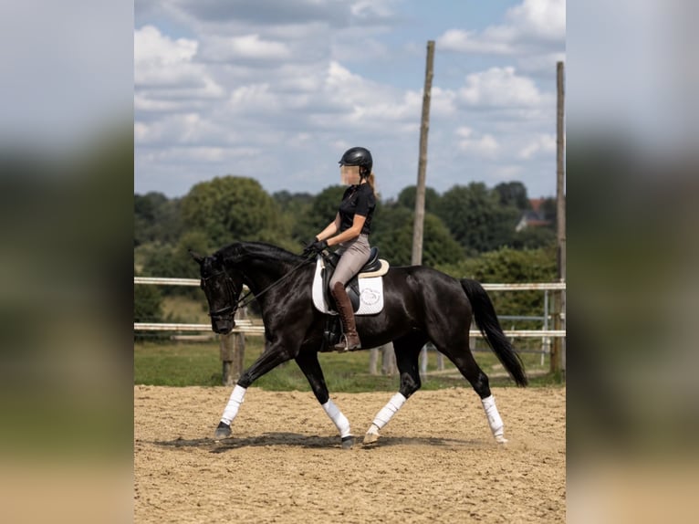 Westfale Stute 4 Jahre 165 cm Rappe in Schwerte