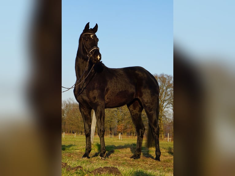 Westfale Stute 4 Jahre 165 cm Rappe in Telgte