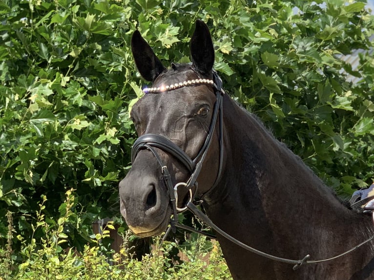 Westfale Stute 4 Jahre 165 cm Rappe in Stuhr