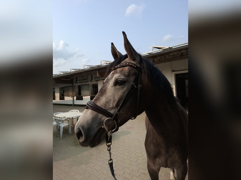 Westfale Stute 4 Jahre 165 cm Schimmel in Dortmund