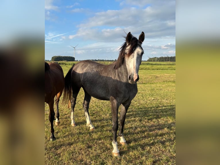Westfale Stute 4 Jahre 165 cm Schimmel in Verl