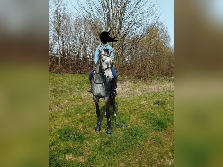 Westfale Stute 4 Jahre 165 cm Schimmel in Wilhelmshaven