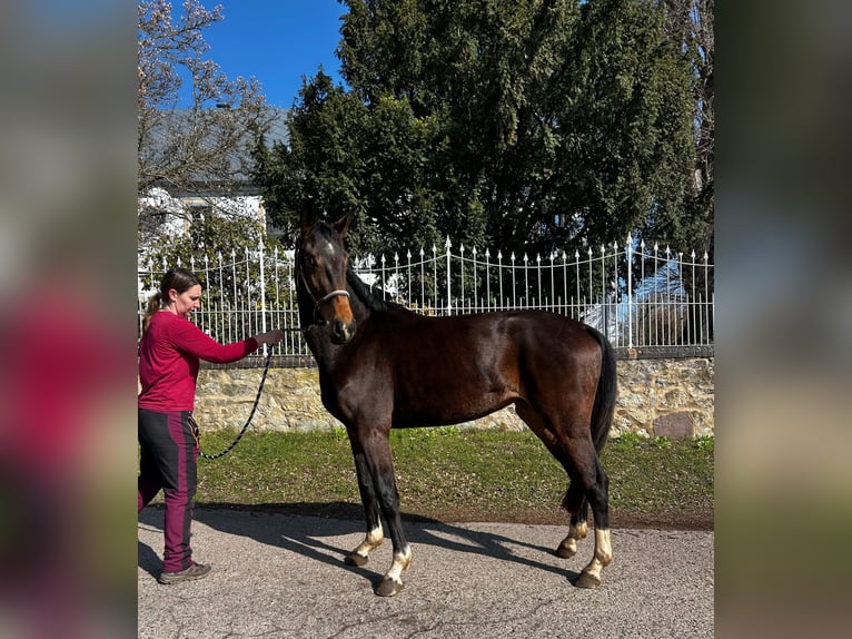 Westfale Stute 4 Jahre 165 cm Schwarzbrauner in Naundorf