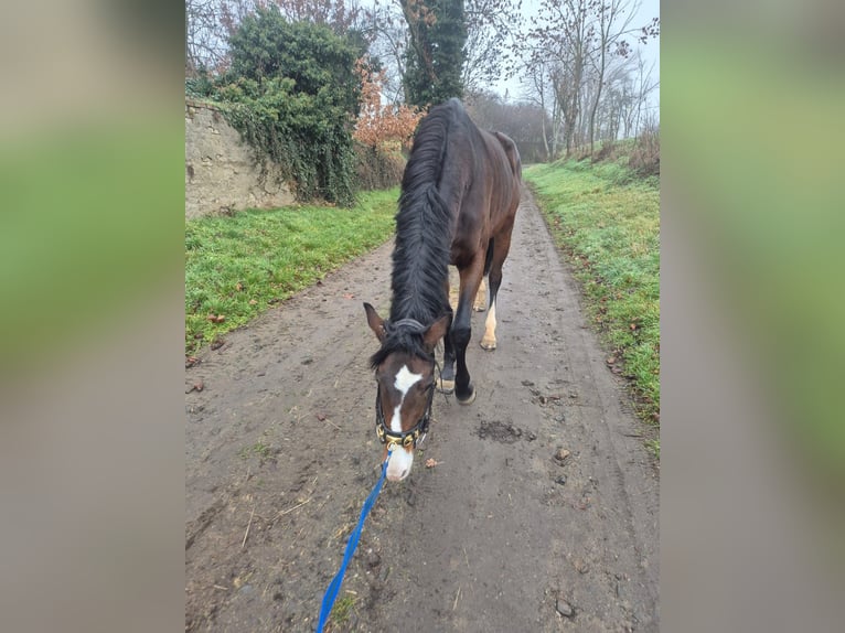 Westfale Stute 4 Jahre 165 cm Schwarzbrauner in Mügeln
