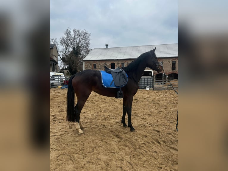 Westfale Stute 4 Jahre 165 cm Schwarzbrauner in Mügeln