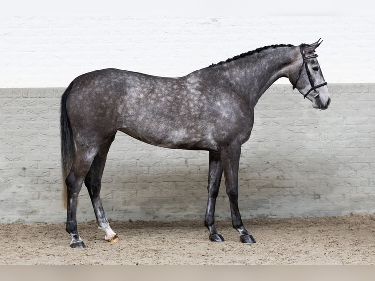 Westfale Stute 4 Jahre 165 cm  in WK Heerde