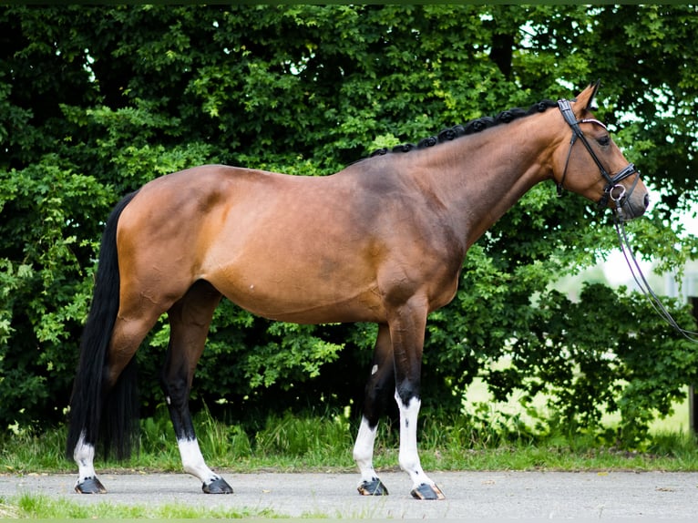 Westfale Stute 4 Jahre 166 cm Brauner in Ahaus