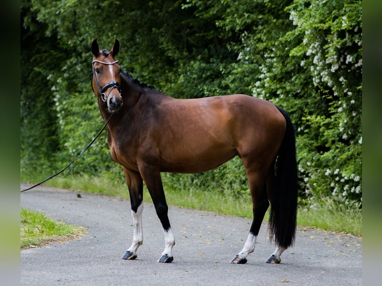 Westfale Stute 4 Jahre 166 cm Brauner in Ahaus