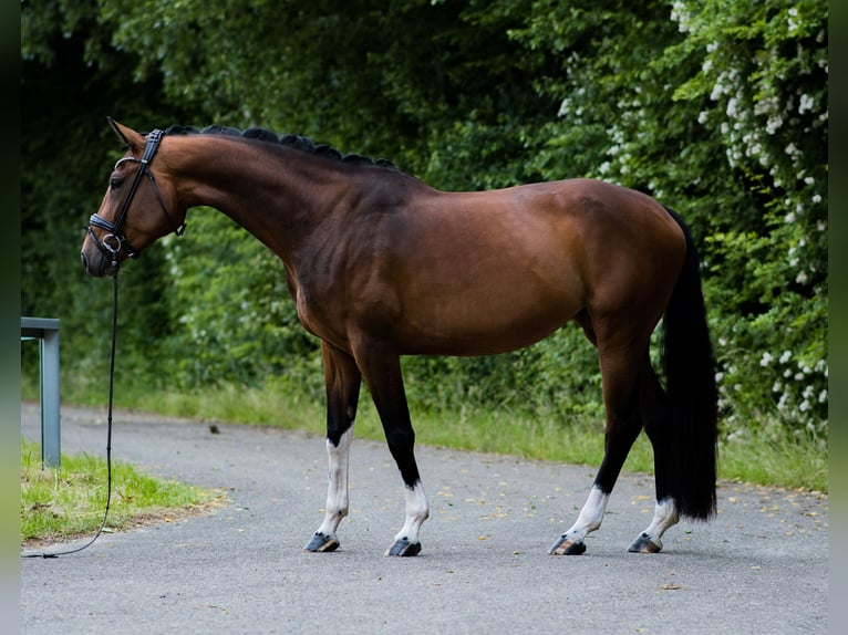 Westfale Stute 4 Jahre 166 cm Brauner in Ahaus