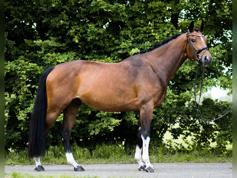 Westfale Stute 4 Jahre 166 cm Brauner in Ahaus