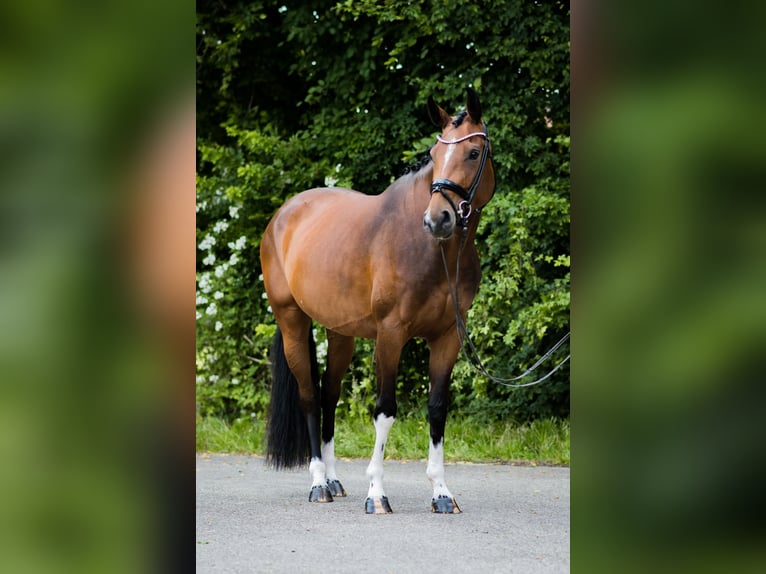 Westfale Stute 4 Jahre 166 cm Brauner in Ahaus