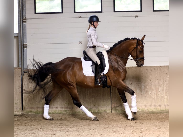 Westfale Stute 4 Jahre 166 cm Brauner in Ahaus
