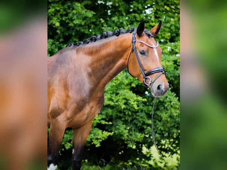 Westfale Stute 4 Jahre 166 cm Brauner in Ahaus
