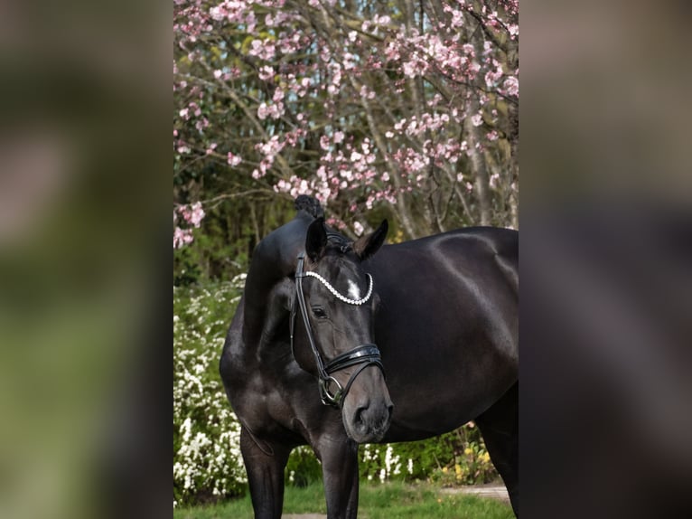 Westfale Stute 4 Jahre 166 cm Brauner in Lippetal