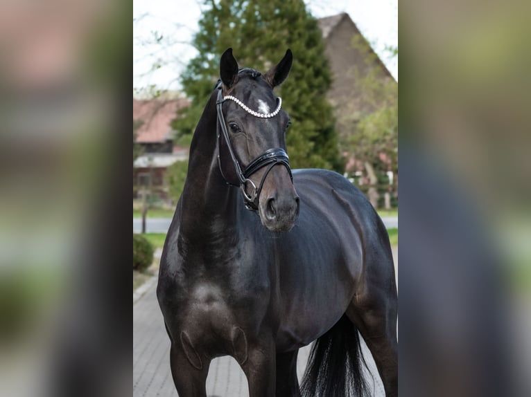 Westfale Stute 4 Jahre 166 cm Brauner in Lippetal