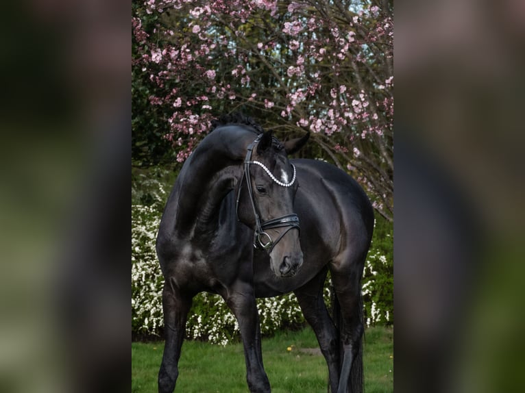 Westfale Stute 4 Jahre 166 cm Brauner in Lippetal