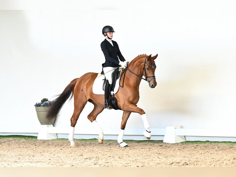Westfale Stute 4 Jahre 166 cm Brauner in Lüdinghausen