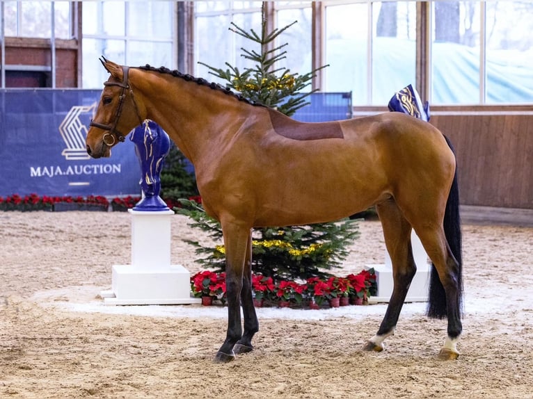 Westfale Stute 4 Jahre 166 cm Brauner in Diepholz