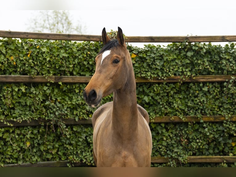 Westfale Stute 4 Jahre 166 cm Brauner in Waddinxveen