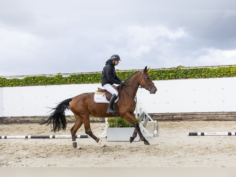 Westfale Stute 4 Jahre 166 cm Brauner in Waddinxveen