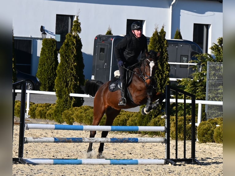 Westfale Stute 4 Jahre 166 cm Brauner in Wysin
