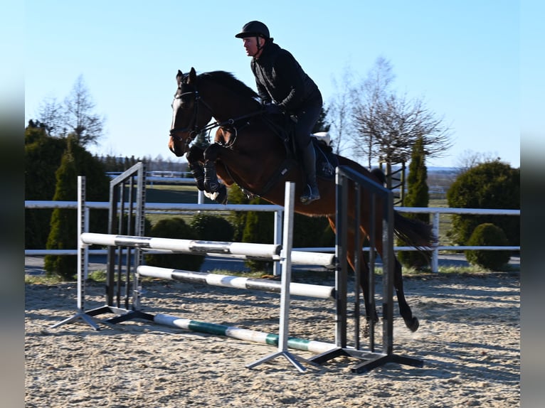 Westfale Stute 4 Jahre 166 cm Brauner in Wysin