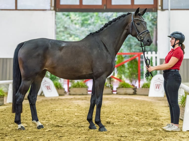 Westfale Stute 4 Jahre 166 cm Dunkelbrauner in Mnster-Handorf