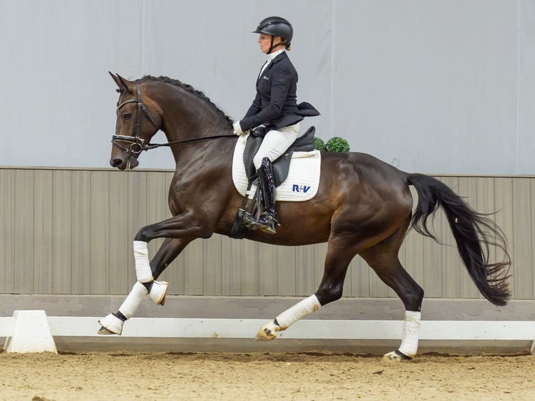 Westfale Stute 4 Jahre 166 cm Dunkelbrauner in Mnster-Handorf