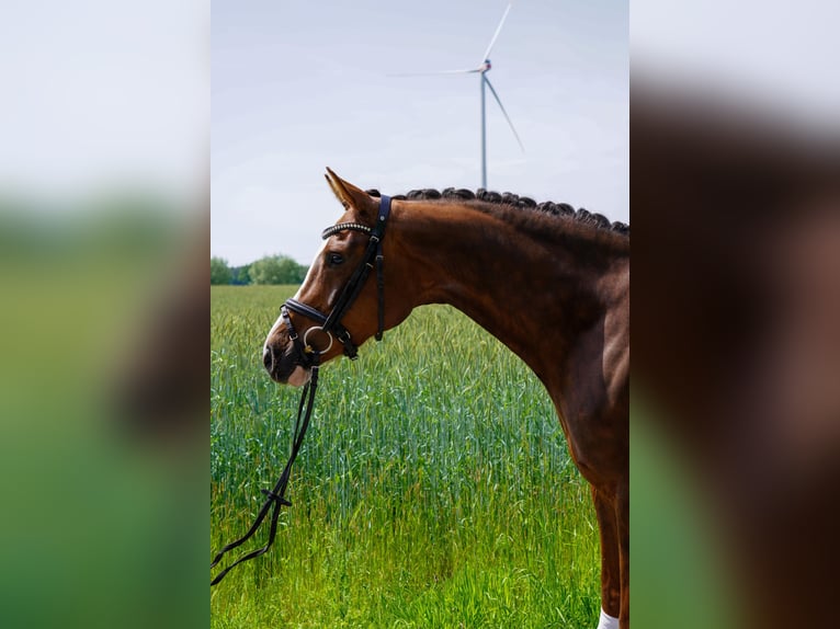 Westfale Stute 4 Jahre 166 cm Dunkelfuchs in Dülmen