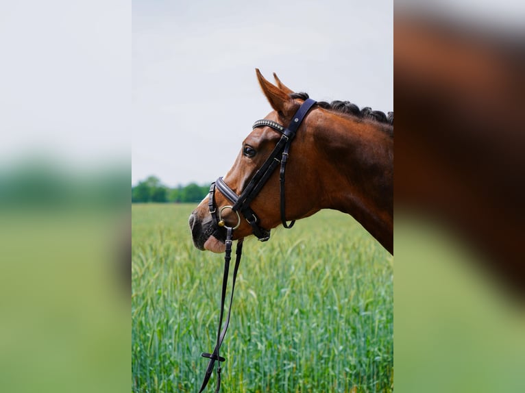 Westfale Stute 4 Jahre 166 cm Dunkelfuchs in Dülmen