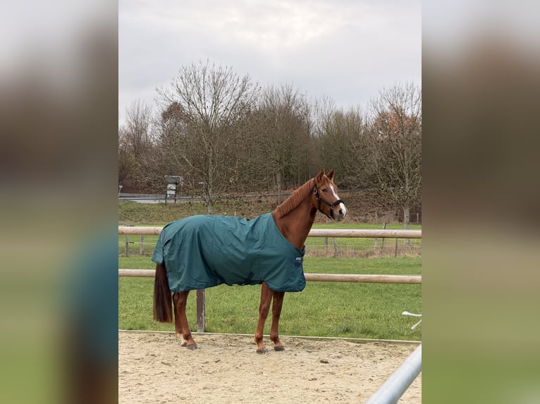 Westfale Stute 4 Jahre 166 cm Fuchs in Hamm