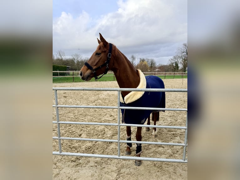 Westfale Stute 4 Jahre 166 cm Fuchs in Hamm