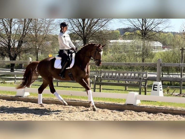Westfale Stute 4 Jahre 166 cm Fuchs in Rottenburg an der Laaber