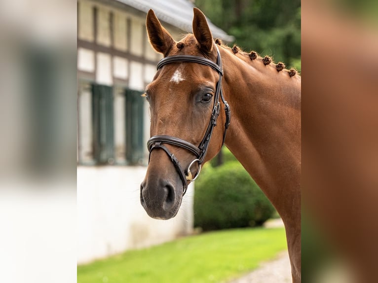 Westfale Stute 4 Jahre 166 cm Fuchs in Herford