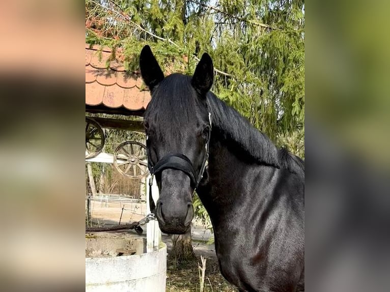 Westfale Stute 4 Jahre 166 cm Rappe in Allershausen