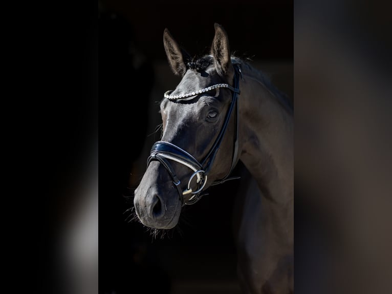 Westfale Stute 4 Jahre 166 cm Rappe in Rosenheim